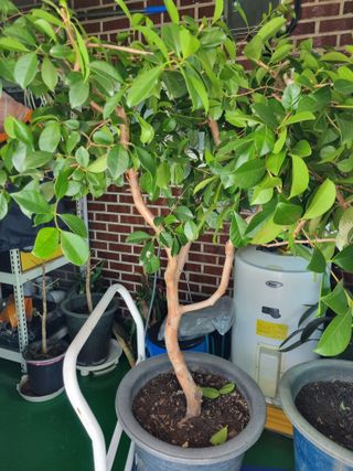 김용대님의 자유주제 · 자유게시판 작성글 사진