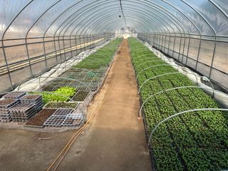 이재운님의 고추 모종 심으셨나요? · 참여글 작성글 사진