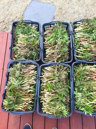 홍천산채농원님의 작성글 사진