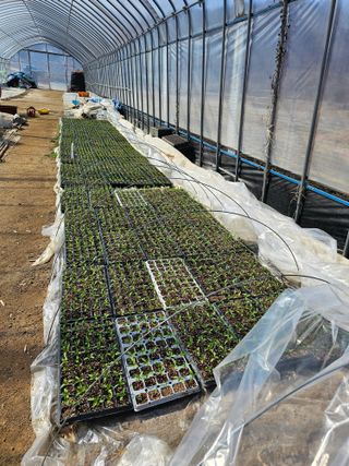 송청님의 고추 모종 심으셨나요? · 참여글 작성글 사진