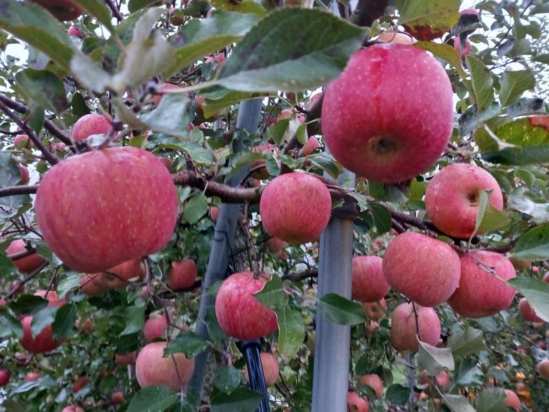 다나농원 이진우님의 장터 판매 상품 [농장직송 청송꿀 사과즙 저온착즙 생즙(1포120ml)50개 1박스] 첨부 사진