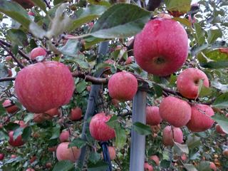 다나농원 이진우님의 작성글 사진