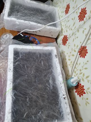 진여화 농원님의 고추 모종 심으셨나요? · 참여글 작성글 사진