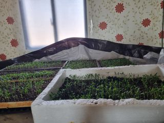 진여화 농원님의 고추 모종 심으셨나요? · 참여글 작성글 사진