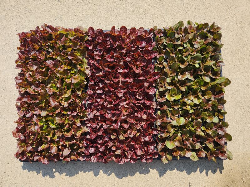 장터 상품 [상추모종] 썸네일