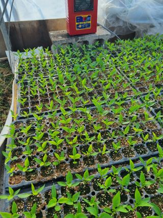 진여화 농원님의 고추 모종 심으셨나요? · 참여글 작성글 사진