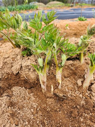 김두영님의 자유주제 · 자유게시판 작성글 사진