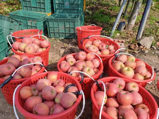 다나농원 이진우님의 작성글 사진