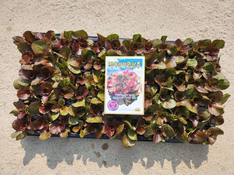 안산제일농약사님의 장터 판매 상품 [상추모종] 첨부 사진