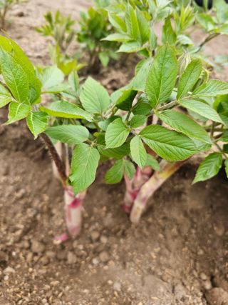 김두영님의 자유주제 · 자유게시판 작성글 사진