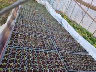 진여화 농원님의 고추 모종 심으셨나요? · 참여글 작성글 사진