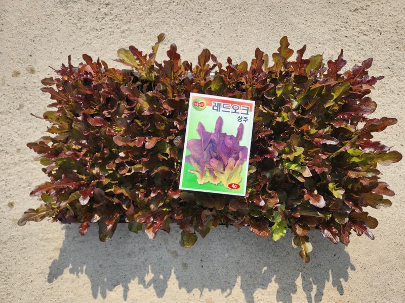 안산제일농약사님의 장터 판매 상품 [상추모종] 첨부 사진