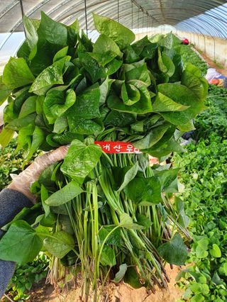 김동수님의 자유주제 · 자유게시판 작성글 사진