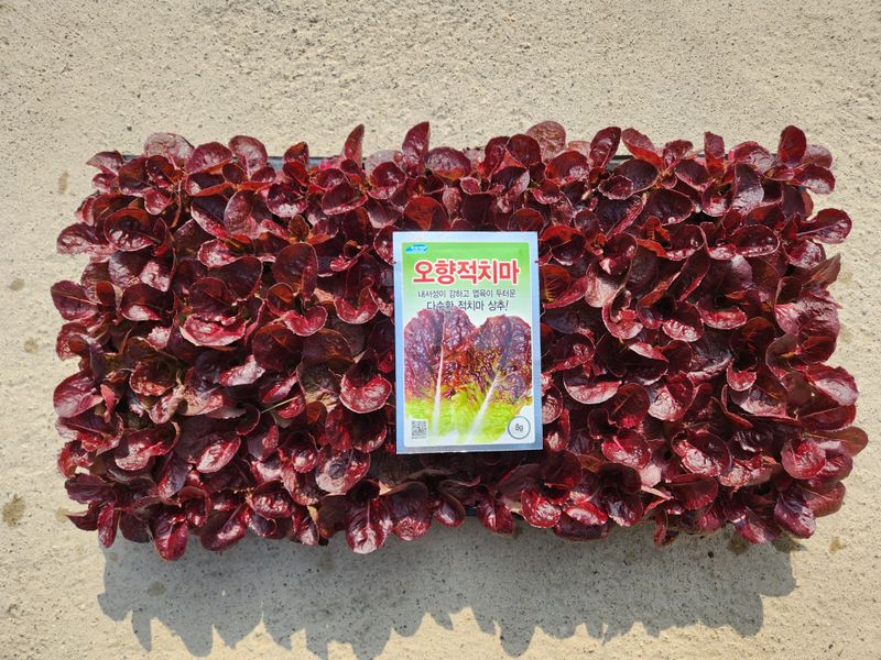 안산제일농약사님의 장터 판매 상품 [상추모종] 첨부 사진