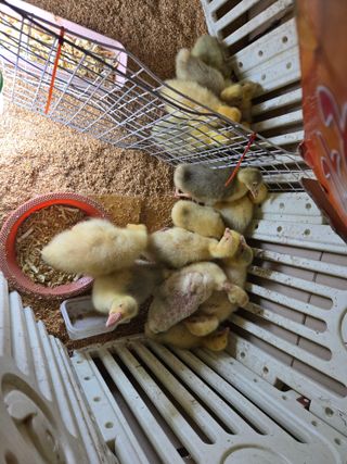 농지임대법님의 자유주제 · 자유게시판 작성글 사진