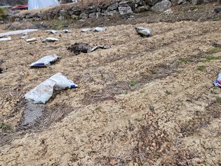 김용석님의 농사, 무엇이든 물어보세요! · 참여글 작성글 사진