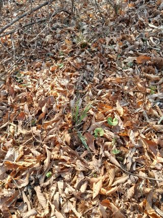 김민수산에서농사중님의 자유주제 · 자유게시판 작성글 사진