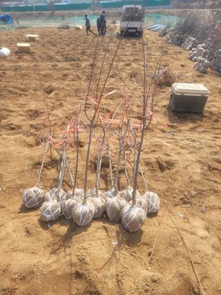 일심묘목농원님의 자유주제 · 자유게시판 작성글 사진