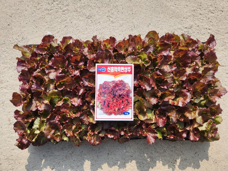 안산제일농약사님의 장터 판매 상품 [상추모종] 첨부 사진