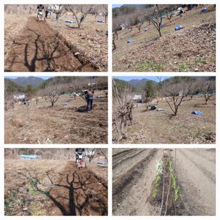 향양농장 사랑합니다님의 자유주제 · 자유게시판 작성글 사진