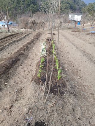 향양농장 사랑합니다님의 자유주제 · 자유게시판 작성글 사진