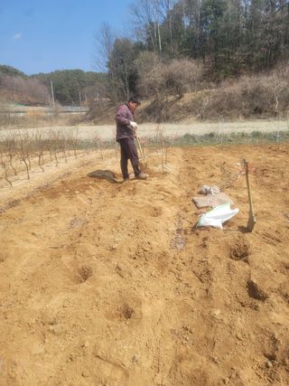 일심묘목농원님의 자유주제 · 자유게시판 작성글 사진