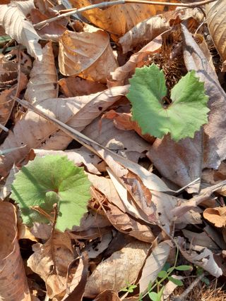 김민수산에서농사중님의 자유주제 · 자유게시판 작성글 사진