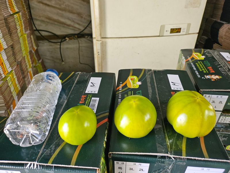 정길영님의 장터 판매 상품 [대저 짭짤이 토마토 소과 S 중과 M 대과L] 첨부 사진