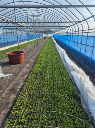 송광만님의 고추 모종 심으셨나요? · 참여글 작성글 사진