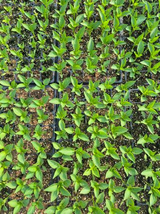 송광만님의 고추 모종 심으셨나요? · 참여글 작성글 사진