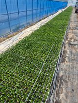 팜모닝 고추 모종 심으셨나요?·참여글 게시글 이미지