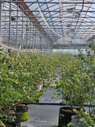 제주 지안이네농장님의 자유주제 · 자유게시판 작성글 사진