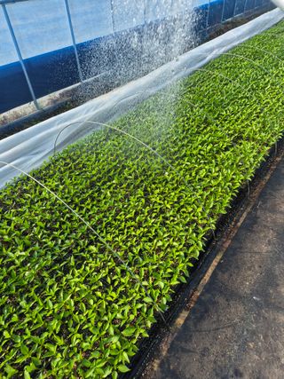 송광만님의 고추 모종 심으셨나요? · 참여글 작성글 사진