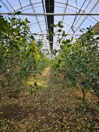 제주 지안이네농장님의 자유주제 · 자유게시판 작성글 사진