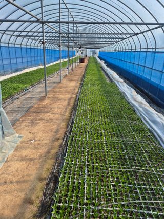 송광만님의 고추 모종 심으셨나요? · 참여글 작성글 사진