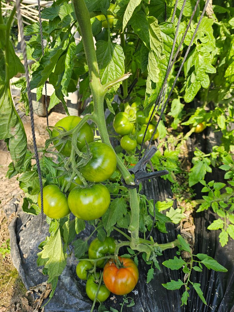정길영님의 장터 판매 상품 [대저 짭짤이 토마토 소과 S 중과 M 대과L] 첨부 사진