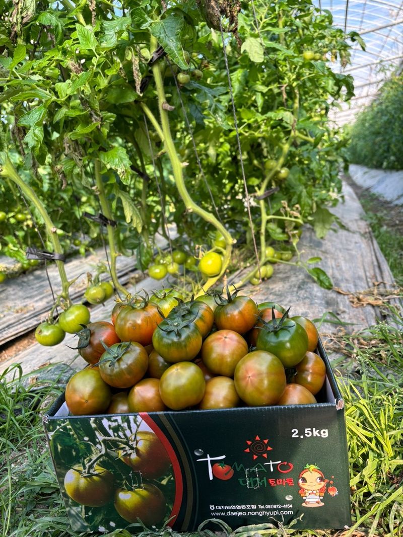 장터 상품 [대저 짭짤이 토마토 소과 S 중과 M 대과L] 썸네일