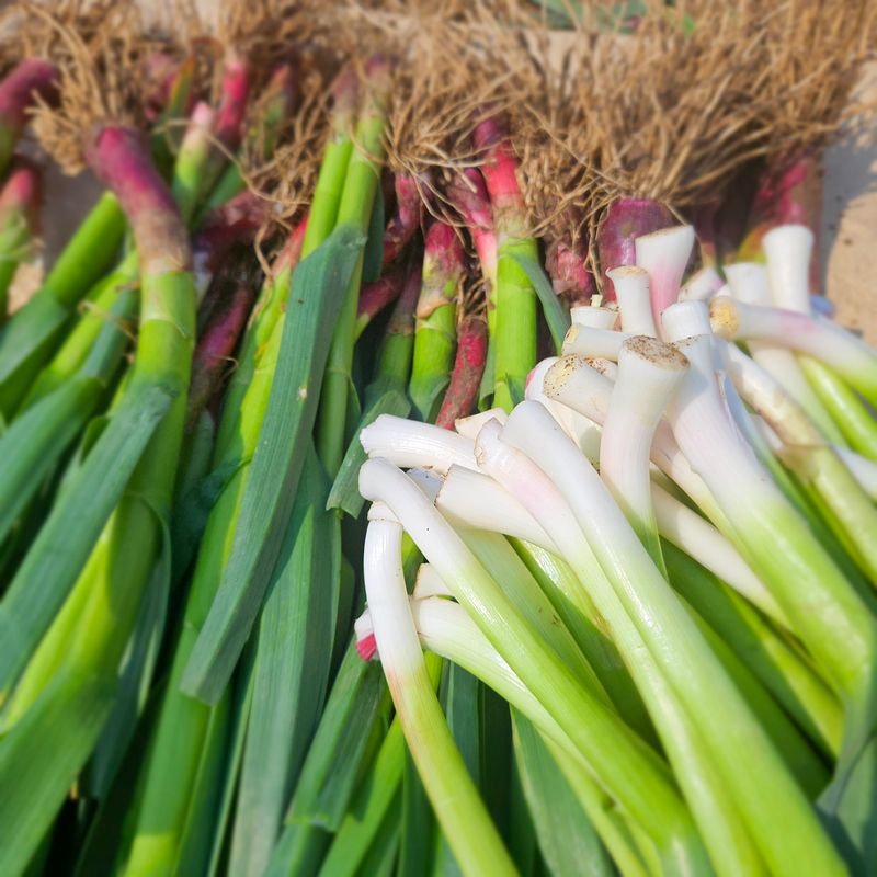 장터 상품 [제주도 풋마늘 4.8kg] 썸네일