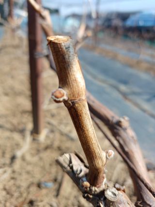 상훈경영체등록5년차님의 자유주제 · 자유게시판 작성글 사진