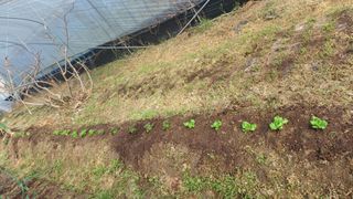 산골촌부님의 자유주제 · 자유게시판 작성글 사진