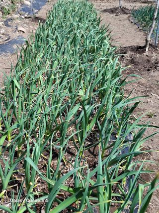 이세순님의 자유주제 · 자유게시판 작성글 사진