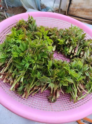 이병희님의 자유주제 · 자유게시판 작성글 사진