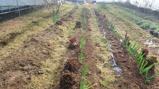 산골촌부님의 자유주제 · 자유게시판 작성글 사진