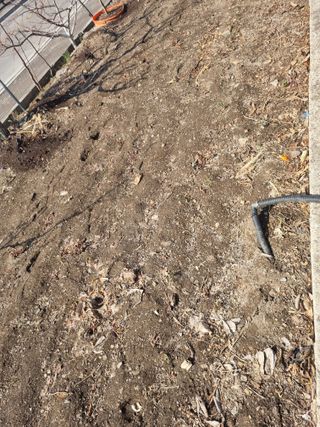 김용대님의 마늘 웃거름 주셨나요? · 참여글 작성글 사진