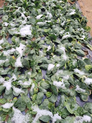 알렉산더님의 마늘 웃거름 주셨나요? · 참여글 작성글 사진