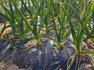 김강호님의 자유주제 · 자유게시판 작성글 사진