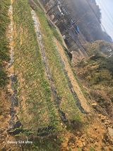 팜모닝 마늘 웃거름 주셨나요?·참여글 게시글 이미지