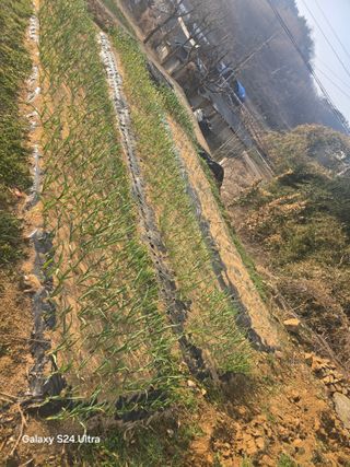 청계닭님의 마늘 웃거름 주셨나요? · 참여글 작성글 사진