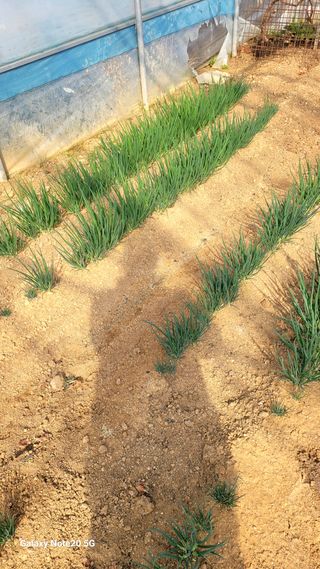 제주농부님의 자유주제 · 자유게시판 작성글 사진