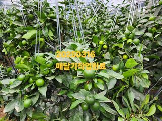 元齊金省洪님의 자유주제 · 자유게시판 작성글 사진